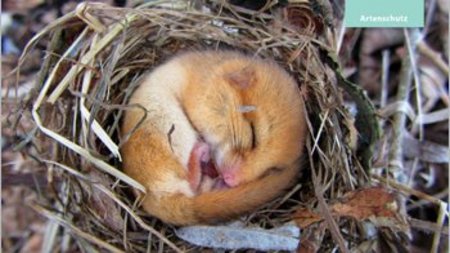 Haselmaus