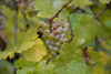20151019 Weinlese sn 28
