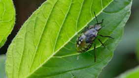 Eine Grüne Reiswanze krabbelt über ein Blatt und hinterlässt DNA-Spuren. Foto: Willibald Lang