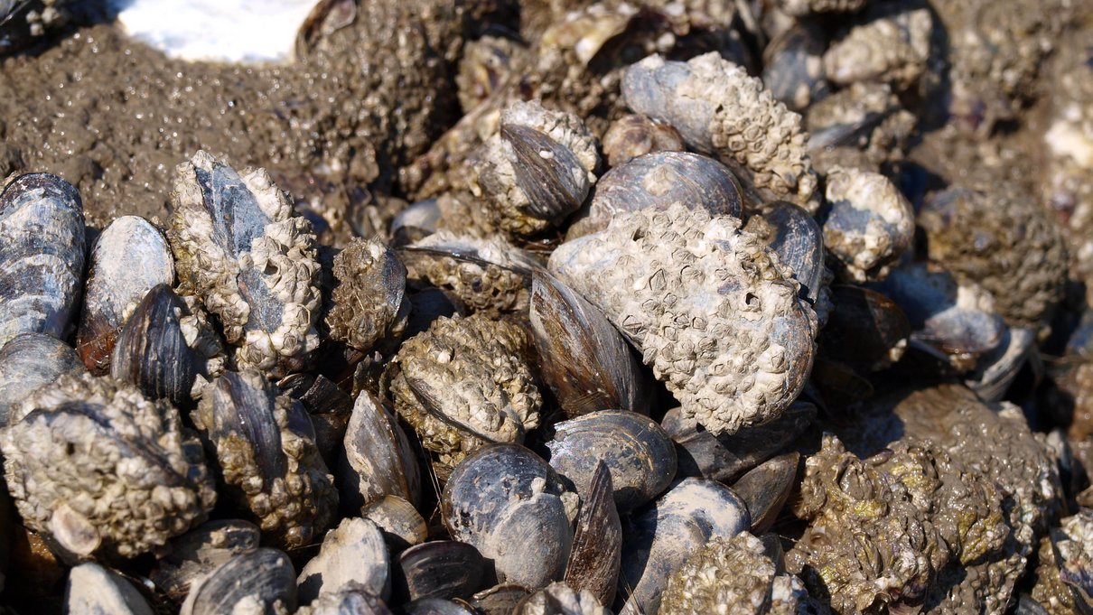 Von Seepocken überzogene Miesmuscheln.