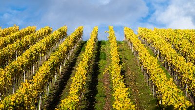 [Translate to Englisch:] Weinberge mit gelbem Laub