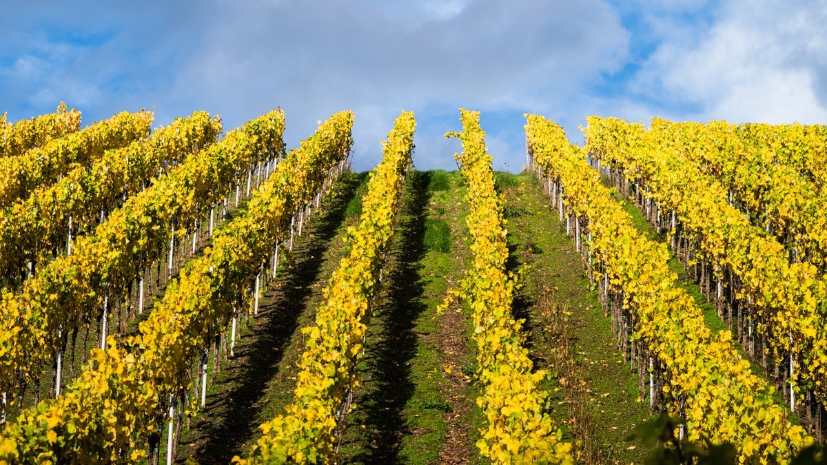 Weinberge mit gelben Blättern und blauem Himmel 