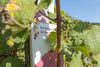 20161011 Weinlese sheilawerner 41