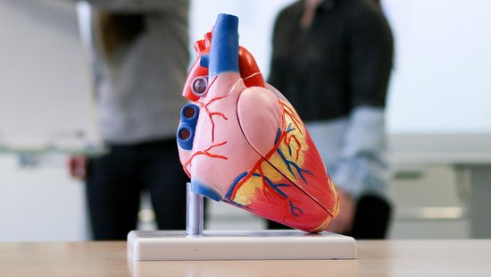 Herzmodell