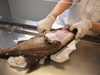 Abziehen der Fischhaut