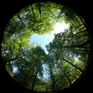 Hemispherical Photo