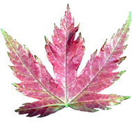 Rotes Blatt