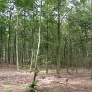 Wald
