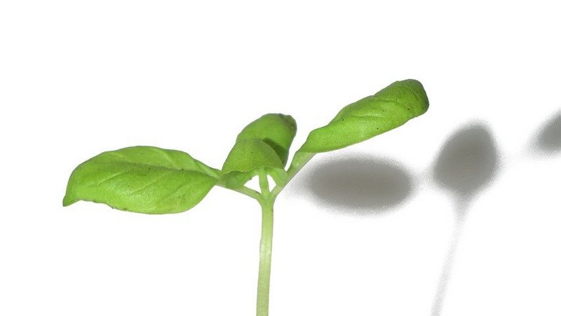 A photo of a new shoot growing to represent project development