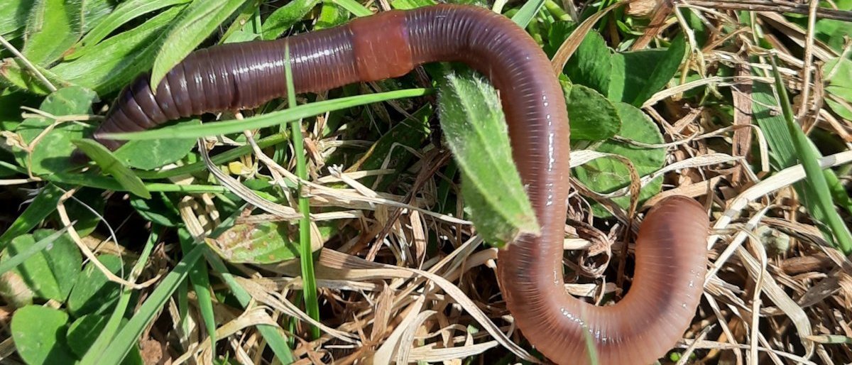 BIO